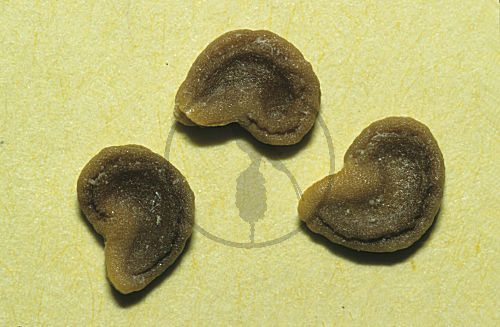 Stechapfelsamen