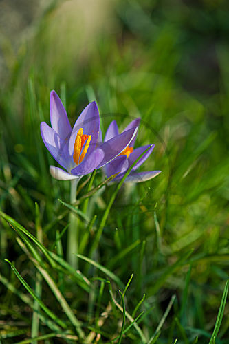 Krokus