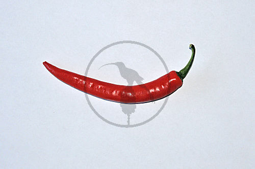 Chili Schote