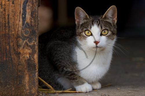 Katze, Hauskatze