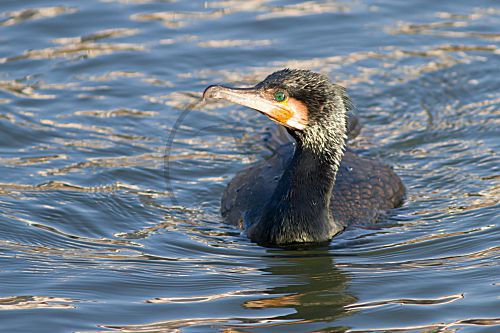 Kormoran