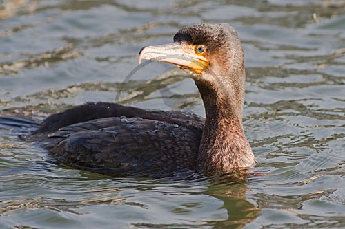 Kormoran