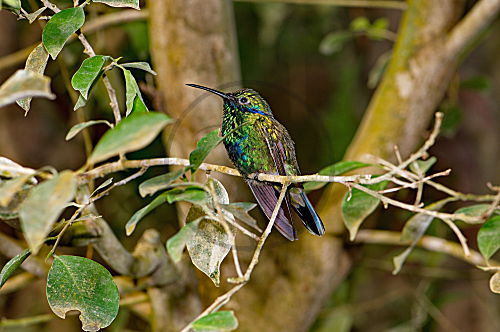 Kolibri