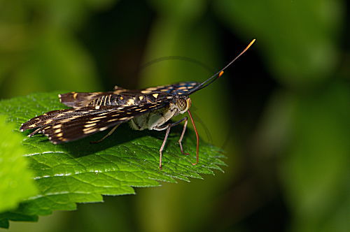 Schmetterling