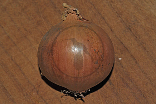 Gartenzwiebel