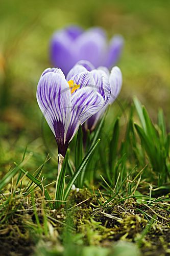 Krokus