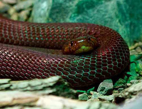 Rote Speikobra