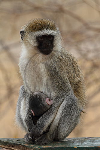 Südliche Grünmeerkatze, Mutter mit Säugling