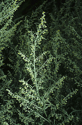 Absinth, Echter Wermut
