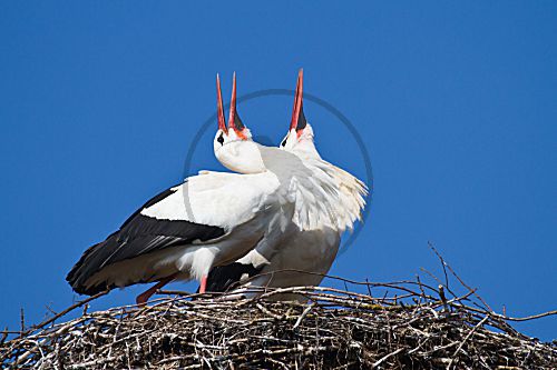 Weißstorch