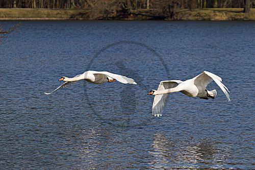 Höckerschwan