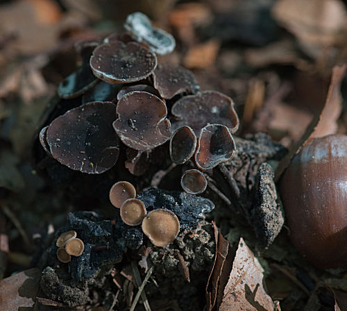 Auf eichel pilz der Pilzinfektion Mann