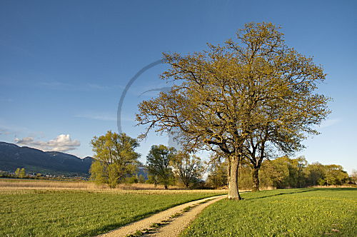 Frühling