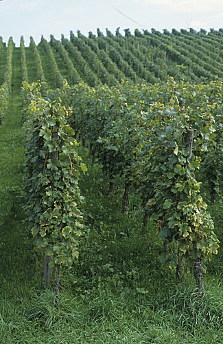 Weinberg