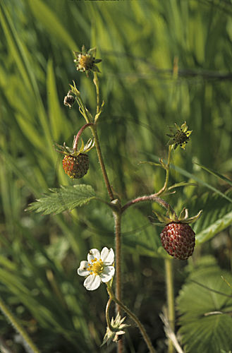 Wald-Erdbeere