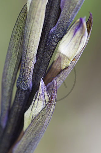Violetter Dingel