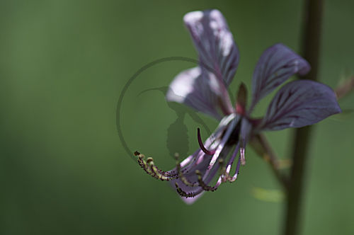 Diptam Blüte