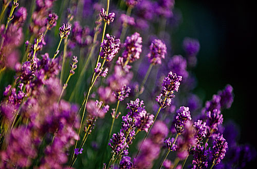 Lavendel