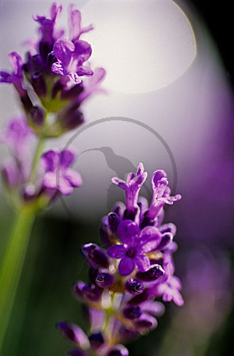 echter Lavendel