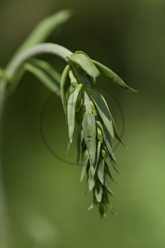 Breitblättrige Stendelwurz Knospen