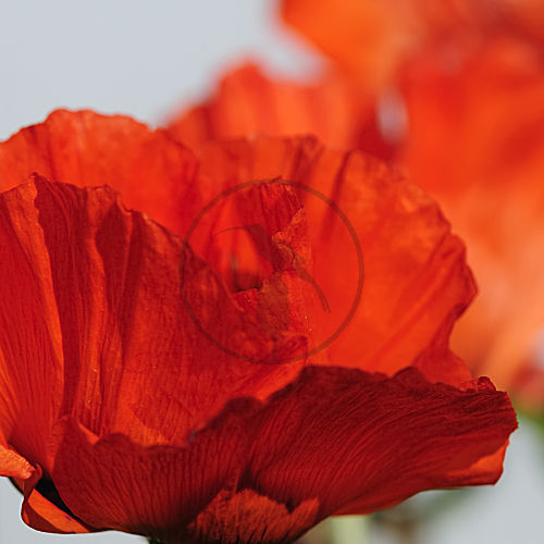 klatschmohn