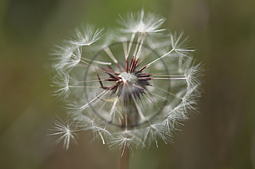 Schwielen Löwenzahn, Pappus