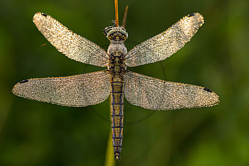 Libelle, Blaupfeil