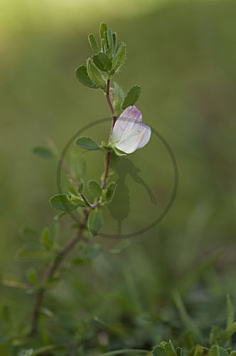 Kriechender Hauhechel