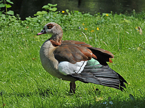 Nilgans