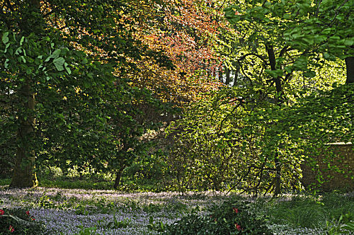 Lichter Laubwald mit Blüten am Boden