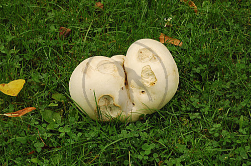 Riesenbovist