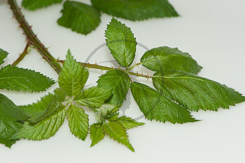 Brombeer-Blaetter