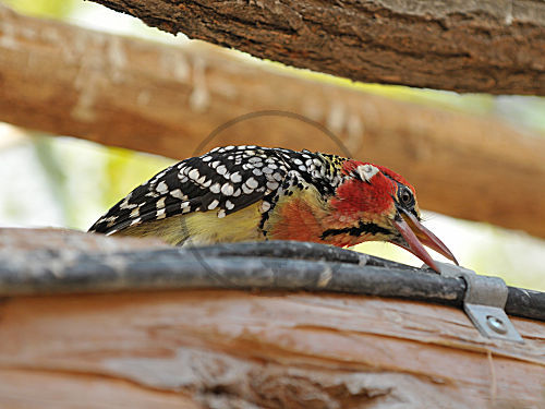 Flammenkopf-Bartvogel