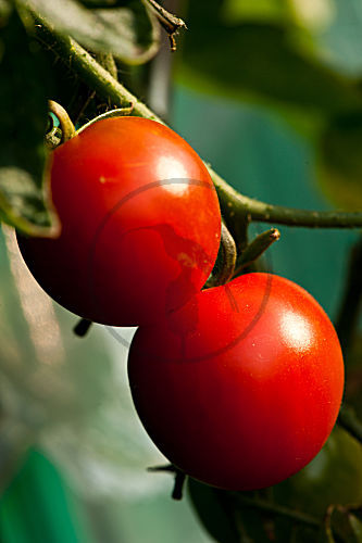 reife Tomaten