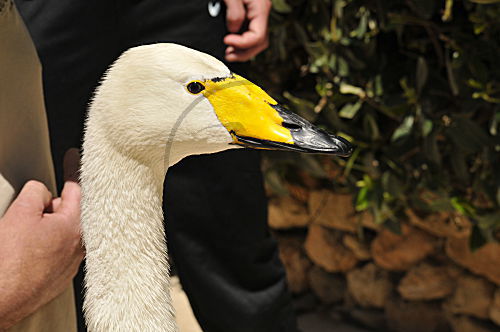 Singschwan