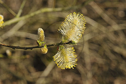 Salweidenblüte