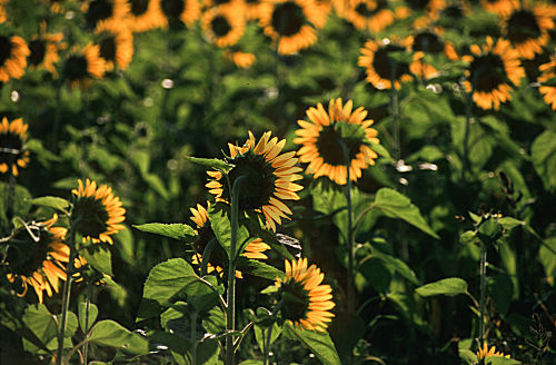Sonnenblumen