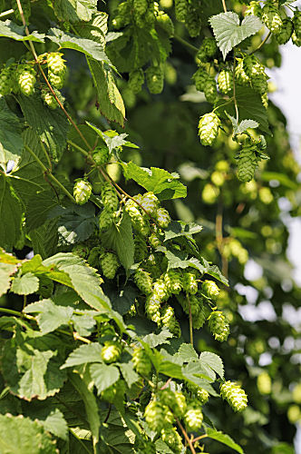 hopfen