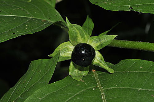 Belladonna, Echte Tollkirsche
