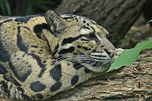 Nebelparder
