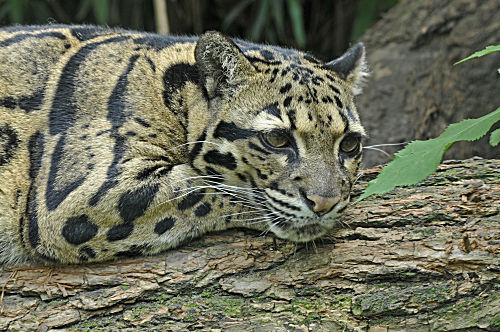 Nebelparder