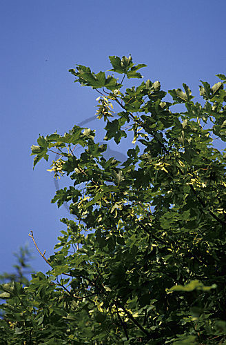 Berg-Ahorn