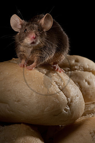 Hausmaus