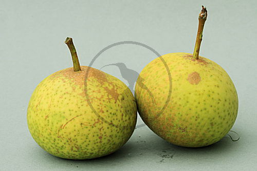 Grünmöstler