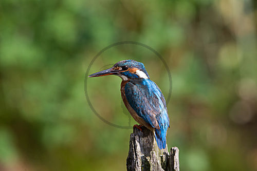 Eisvogel