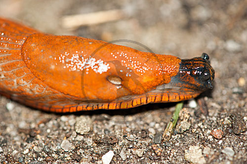Nacktschnecke