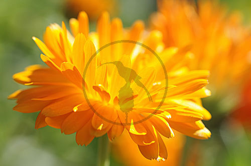 ringelblume