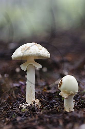 Gelber Knollenblätterpilz Duett