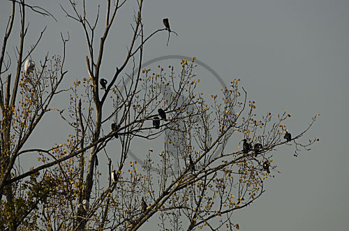Kormorane im Schlafbaum
