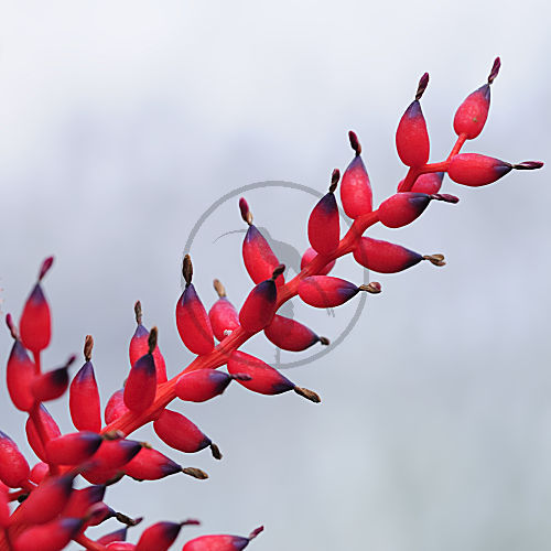 aechmea fulgens